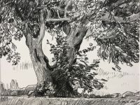 27 - Johannisbrotbaum in Isterni, Paros - 1988 - 31.5 x 41.5 - Kohle auf Papier - Signiert